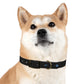 Blue Everyday Dog Collar — Durable Adjustable Pet Collar