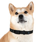 Blue Everyday Dog Collar — Durable Adjustable Pet Collar