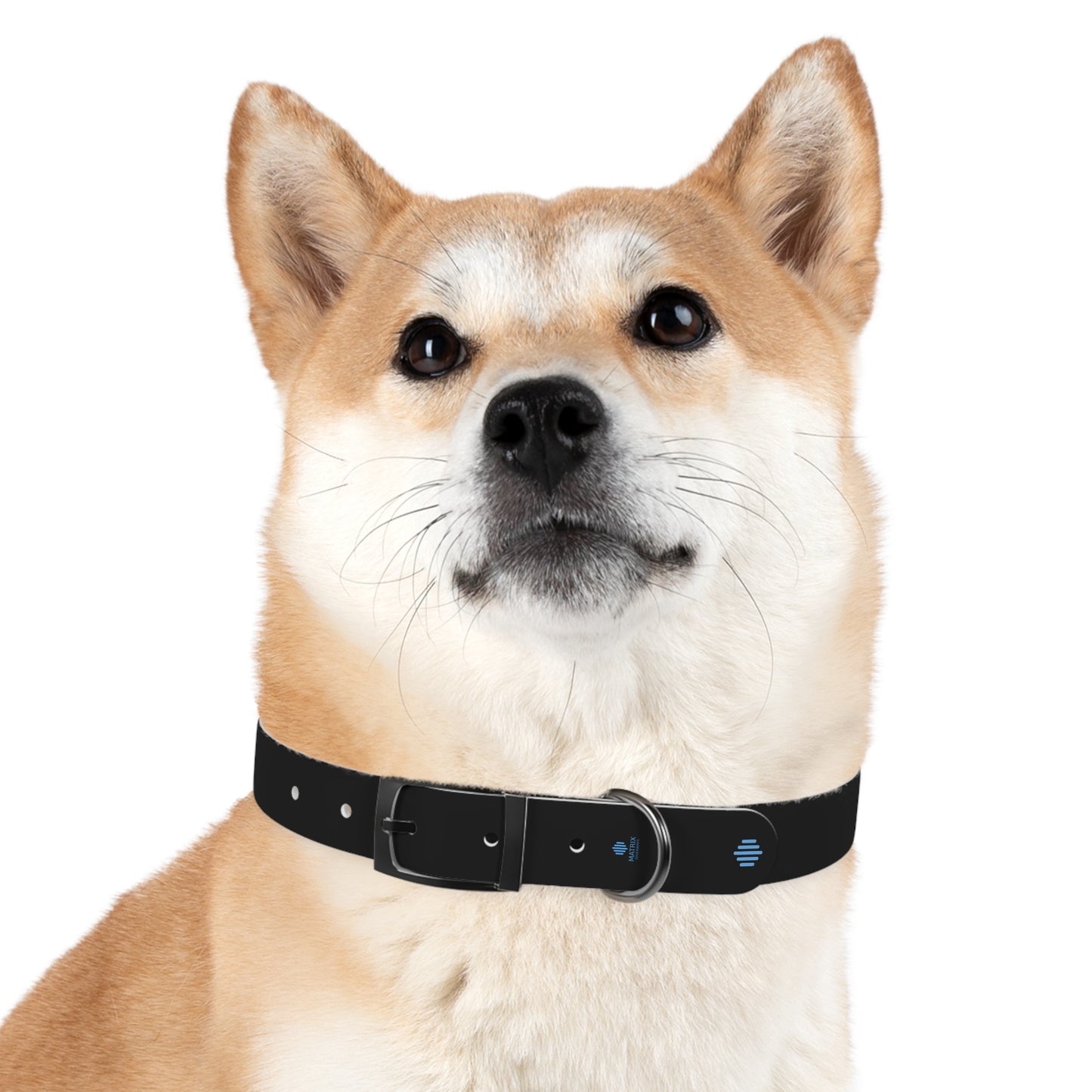 Blue Everyday Dog Collar — Durable Adjustable Pet Collar