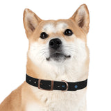 Blue Everyday Dog Collar — Durable Adjustable Pet Collar