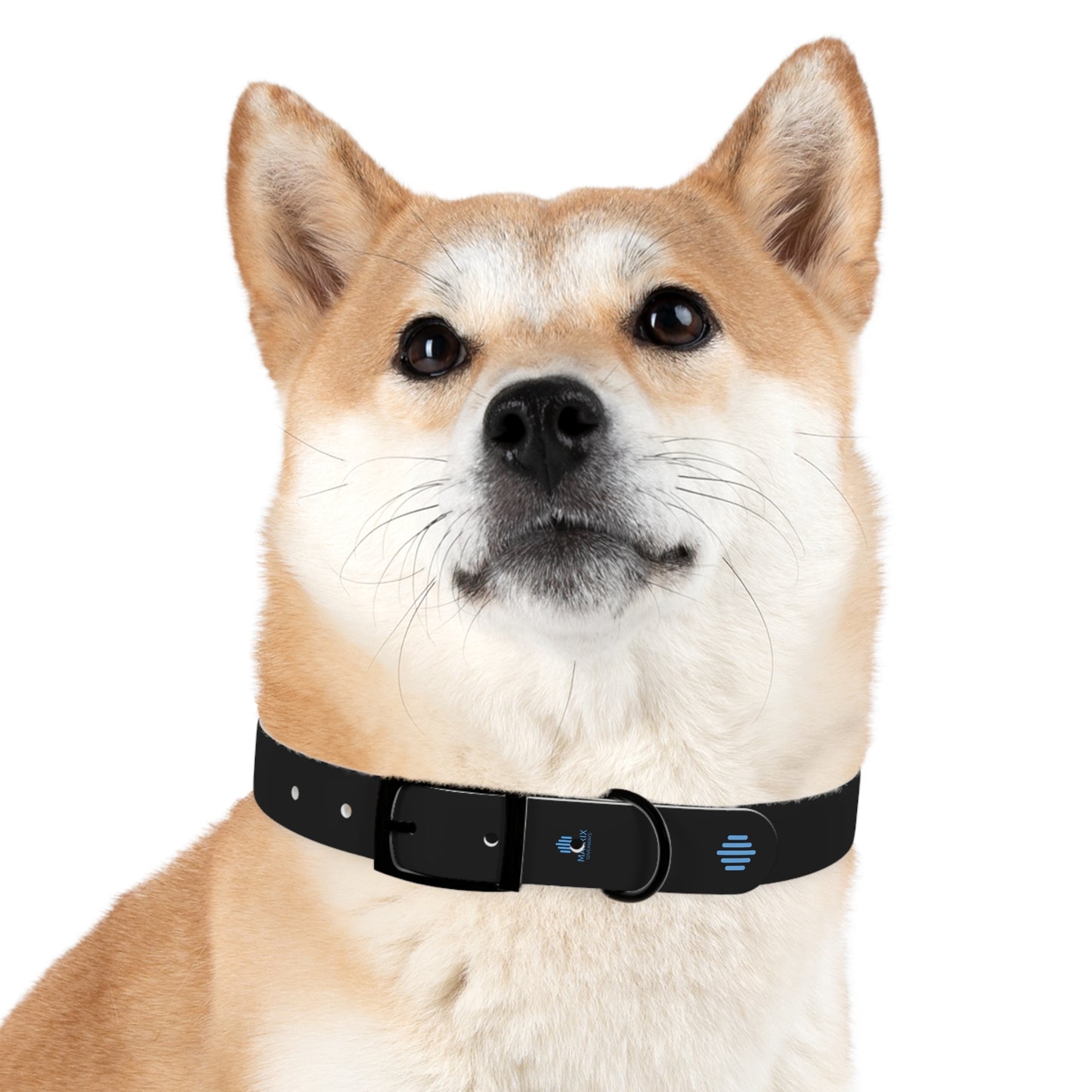Blue Everyday Dog Collar — Durable Adjustable Pet Collar