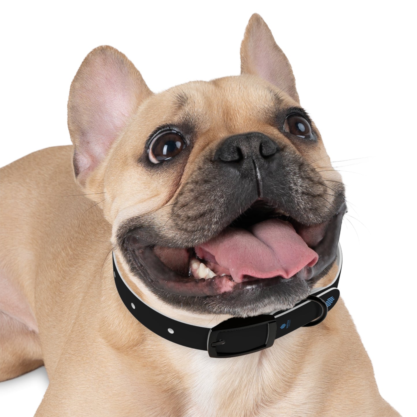 Blue Everyday Dog Collar — Durable Adjustable Pet Collar